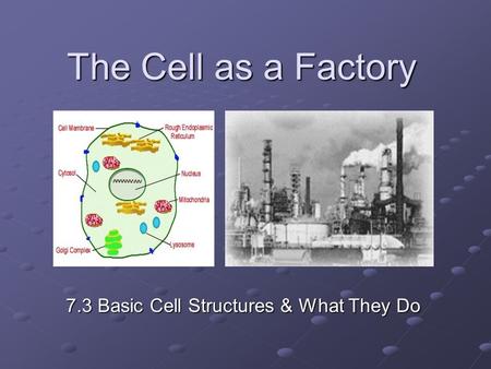 The Cell as a Factory 7.3 Basic Cell Structures & What They Do.