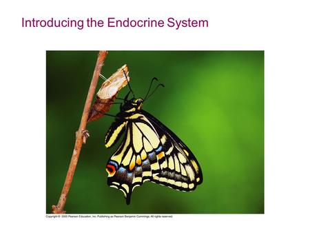 Introducing the Endocrine System