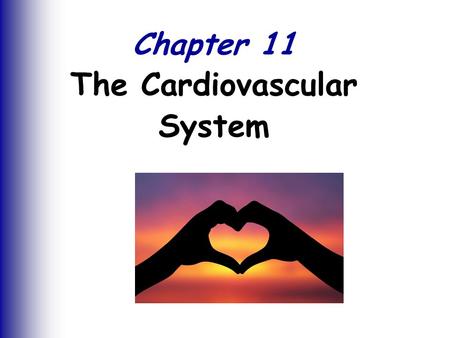 Chapter 11 The Cardiovascular System