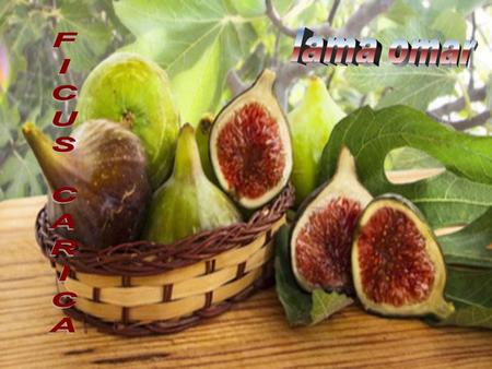 Lama omar FICUS CARICA.