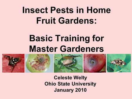 Insect Pests in Home Fruit Gardens: Basic Training for Master Gardeners Celeste Welty Ohio State University January 2010.