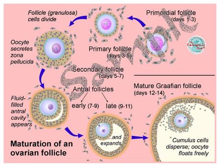 Fig. 5 - Primitive streak seen dorsally Quiz 15 Around the 19th day cells that invade into the primitive node region and migrate along the median.