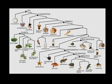 Kingdom Monera All prokaryotic Unicellular Metabolically the most diverse –Photosynthetic autotrophs –Chemosynthetic autotrophs –Chemosynthetic heterotrophs.