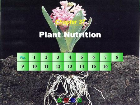 Chapter 37 Plant Nutrition Fig. 1 2 3 4 5 6 7 8 9 10 11 12 13 14 15 16.