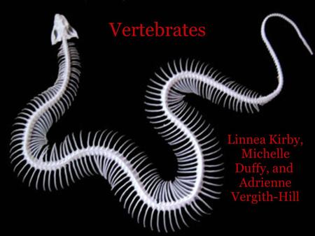 Vertebrates Linnea Kirby, Michelle Duffy, and Adrienne Vergith-Hill.