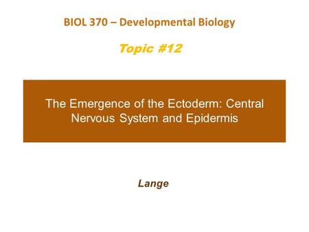 The Emergence of the Ectoderm: Central Nervous System and Epidermis