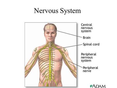 Nervous System.