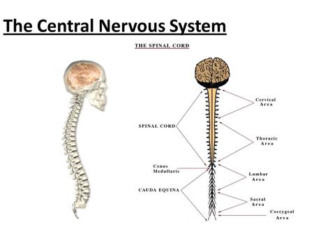 The Central Nervous System