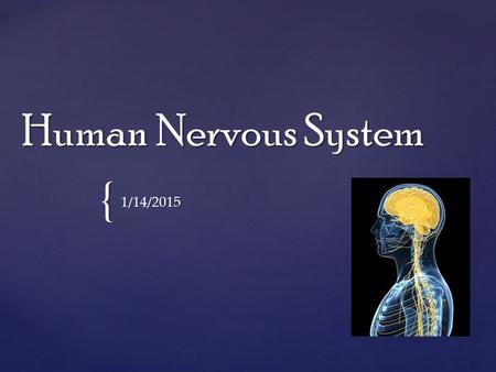 { Human Nervous System 1/14/2015. Introduction The Human Nervous System is comprised of two sections: The Central Nervous System and the Peripheral Nervous.