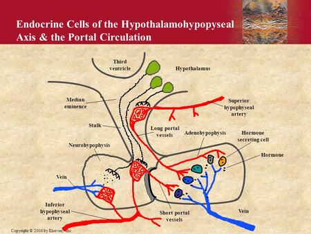 Copyright © 2006 by Elsevier, Inc. Endocrine Cells of the Hypothalamohypopyseal Axis & the Portal Circulation Median eminence Stalk Neurohypophysis Vein.