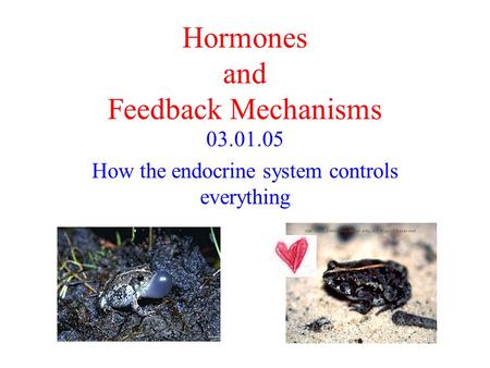 Hormones and Feedback Mechanisms