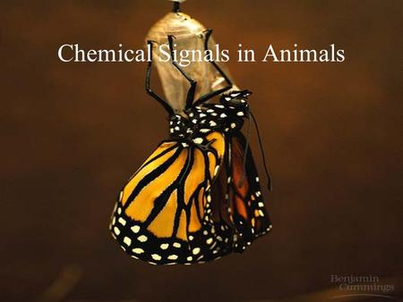 Chemical Signals in Animals