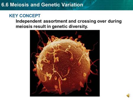 6.6 Meiosis and Genetic Variation KEY CONCEPT Independent assortment and crossing over during meiosis result in genetic diversity.