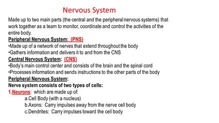 Made up to two main parts (the central and the peripheral nervous systems) that work together as a team to monitor, coordinate and control the activities.