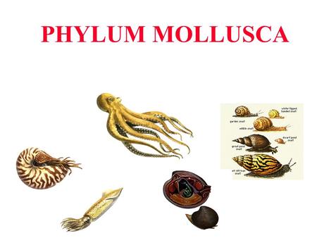 PHYLUM MOLLUSCA.