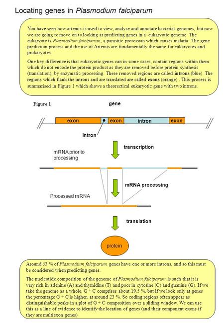 Locating genes in Plasmodium falciparum You have seen how artemis is used to view, analyse and annotate bacterial genomes, but now we are going to move.