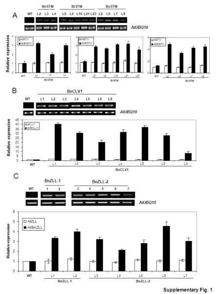 WT L2 L3 L4 L5 L6 L15 L21 L23 L2 L5 L7 L8 BnSTM BrSTM BoSTM AtUBQ10 B A Supplementary Fig. 1 C 0 1 2 3 4 WT L2 L3 L4 0 2 4 6 WTL2L5L7L8 0 1 2 3 4 WTL5L6L15L21.