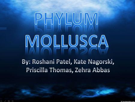  Mollusks are triploblastics, in which they have three germinal layers including the ectoderm (covering the outer body), the endoderm (lining the digestive.