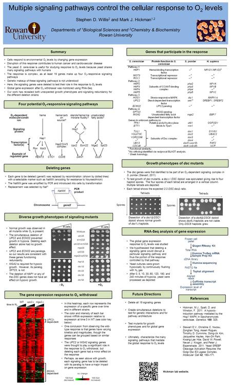 Multiple signaling pathways control the cellular response to O 2 levels Stephen D. Willis 2 and Mark J. Hickman 1,2 Departments of 1 Biological Sciences.