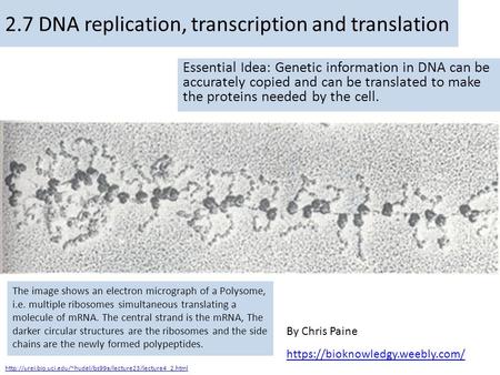 By Chris Paine https://bioknowledgy.weebly.com/ 2.7 DNA replication, transcription and translation Essential Idea: Genetic information in DNA can be accurately.