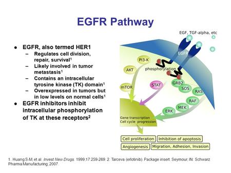 EGFR Pathway EGFR, also termed HER1 EGFR, also termed HER1 –Regulates cell division, repair, survival 1 –Likely involved in tumor metastasis 1 –Contains.