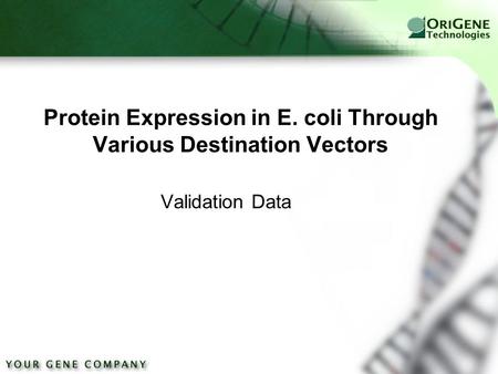 Protein Expression in E. coli Through Various Destination Vectors