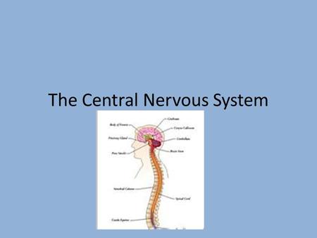 The Central Nervous System