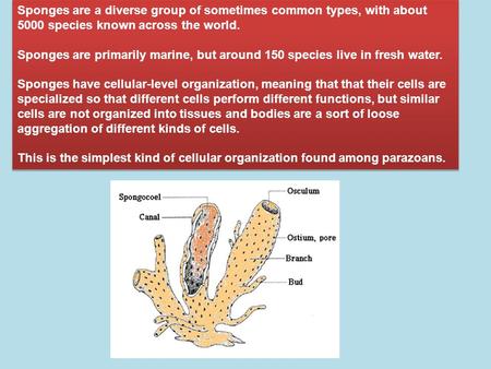 Sponges are a diverse group of sometimes common types, with about 5000 species known across the world. Sponges are primarily marine, but around 150 species.