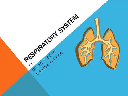 RESPIRATORY SYSTEM BY: BRIAN SIEBEN MARISA PARKER.