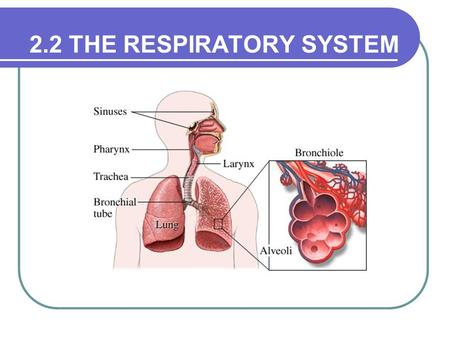 2.2 THE RESPIRATORY SYSTEM. Function The exchange of oxygen and carbon dioxide between the Red blood cells and the lungs The circulatory system transports.