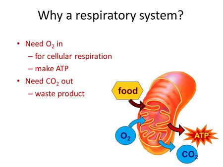 Why a respiratory system? Need O 2 in – for cellular respiration – make ATP Need CO 2 out – waste product O2O2 food ATP CO 2.