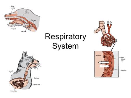 Respiratory System.