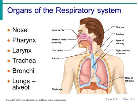 Organs of the Respiratory system