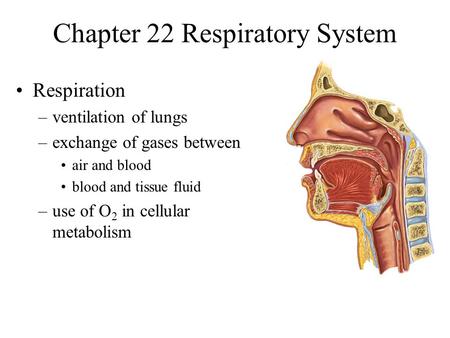 Chapter 22 Respiratory System