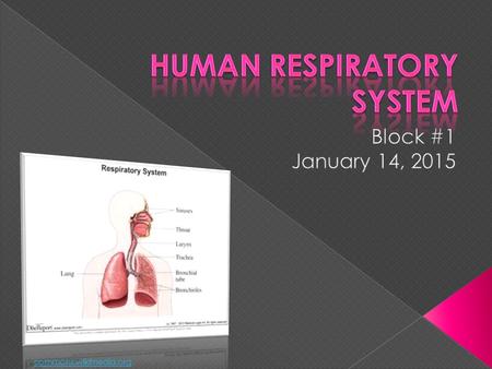 Commons.wikimedia.org.  The part of the body that supplies blood to oxygen in order to deliver it to the cells.  Respiration (Merriam-Webster) › “physical.