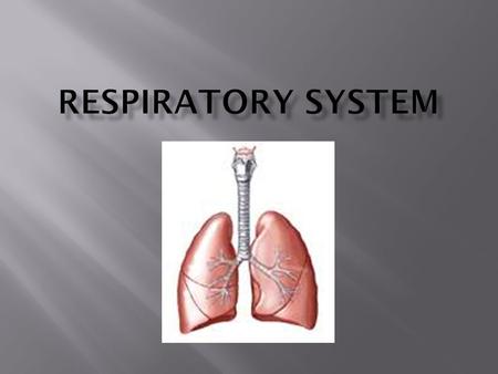 Take in oxygen Get rid of carbon dioxide Helps with smelling Filters air that is inhaled Produces sounds Rids the body of some water and heat in exhaled.