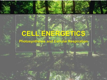 Photosynthesis and Cellular Respiration