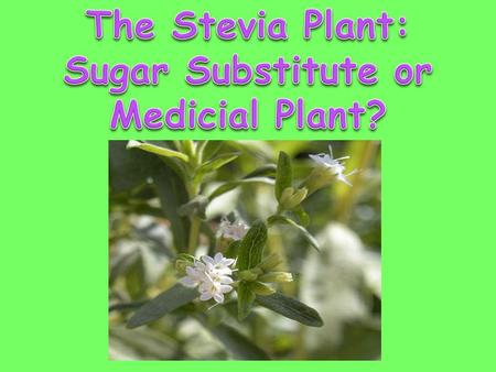 Sugar Substitute or Medicial Plant?