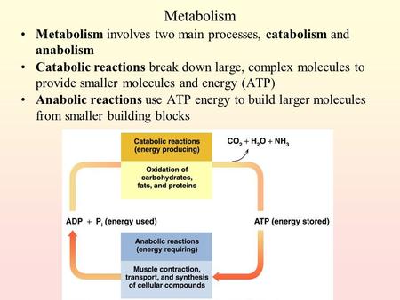 Metabolism Metabolism involves two main processes, catabolism and anabolism Catabolic reactions break down large, complex molecules to provide smaller.