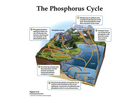 The Phosphorus Cycle. Phosphorous is a valuable resource Unstable on its own it bonds with oxygen to form phosphate minerals (PO 4 ) Helps build the membrane.