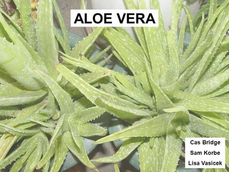 Cas Bridge Sam Korbe Lisa Vasicek ALOE VERA. Member of the lily family. 240 species of Aloe. Aloe Vera, Aloe Barbadensis. Succulent, perennial, evergreen.