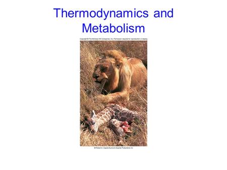 Thermodynamics and Metabolism. 2 Metabolism Metabolism: all chemical reactions occurring in an organism Anabolism: chemical reactions that expend energy.