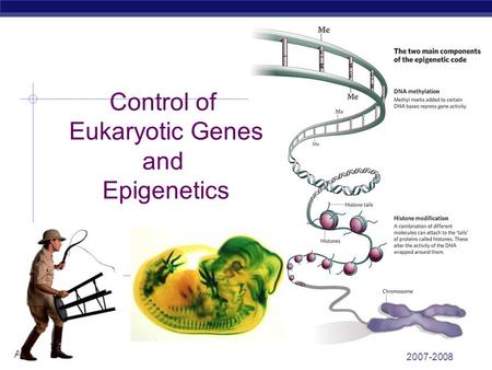 Control of Eukaryotic Genes