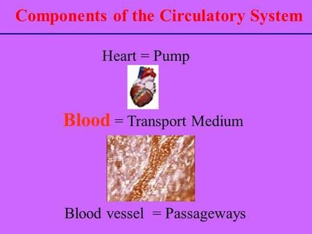 Blood = Transport Medium