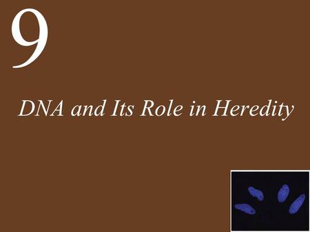 DNA and Its Role in Heredity 9. Chapter 9 Opening Question What can we learn from ancient DNA?