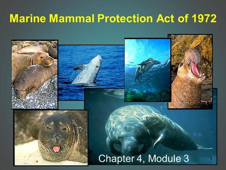 Marine Mammal Protection Act of 1972