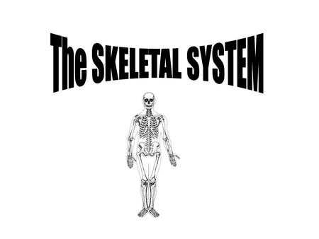 What is the skeleton? made up of bones -300 at birth  206 by adulthood -why? -some fuse over time (ex. Plates in the skull and lower parts of the vertebral.