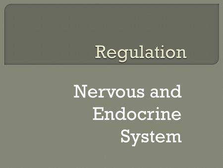 Nervous and Endocrine System.  How do humans carry out the life process, regulation?  How do the nervous and endocrine systems help to maintain homeostasis.