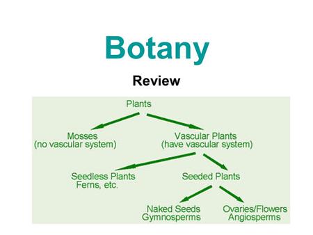 Botany Review. Kingdom Plantae General Characteristics Contain Chlorophyll a Multicellular Made up of Eukaryotic Cells Photosynthetic Autotrophs Cell.