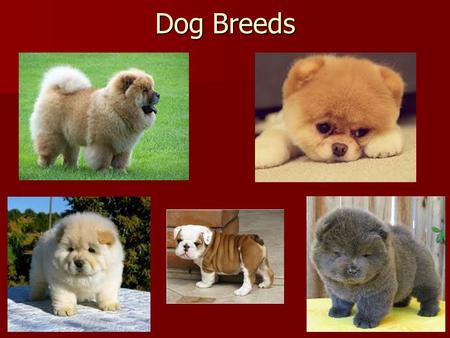 Dog Breeds. Question of the Day Feb 11 Normal human zygote cells contain Normal human zygote cells contain A. 23 chromosomes A. 23 chromosomes B. 44 chromosomes.